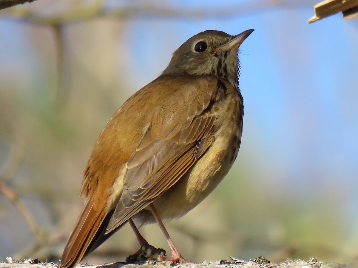 Hermit Thrush - ML191661301