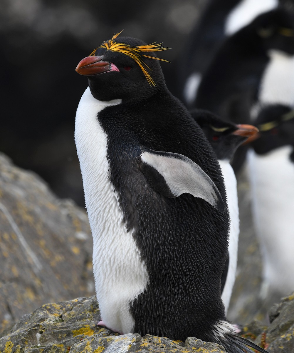 Macaroni Penguin - Ricardo  Matus