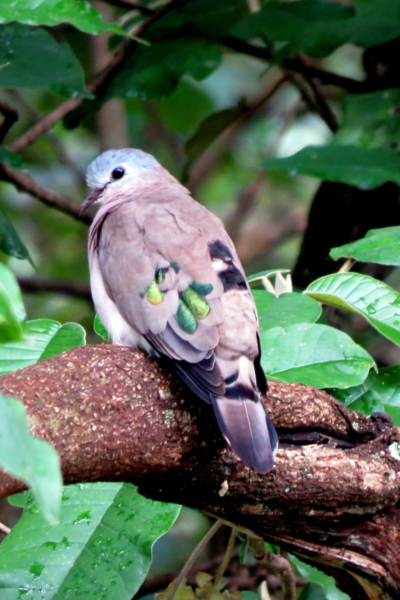 Palomita Aliverde - ML191664281