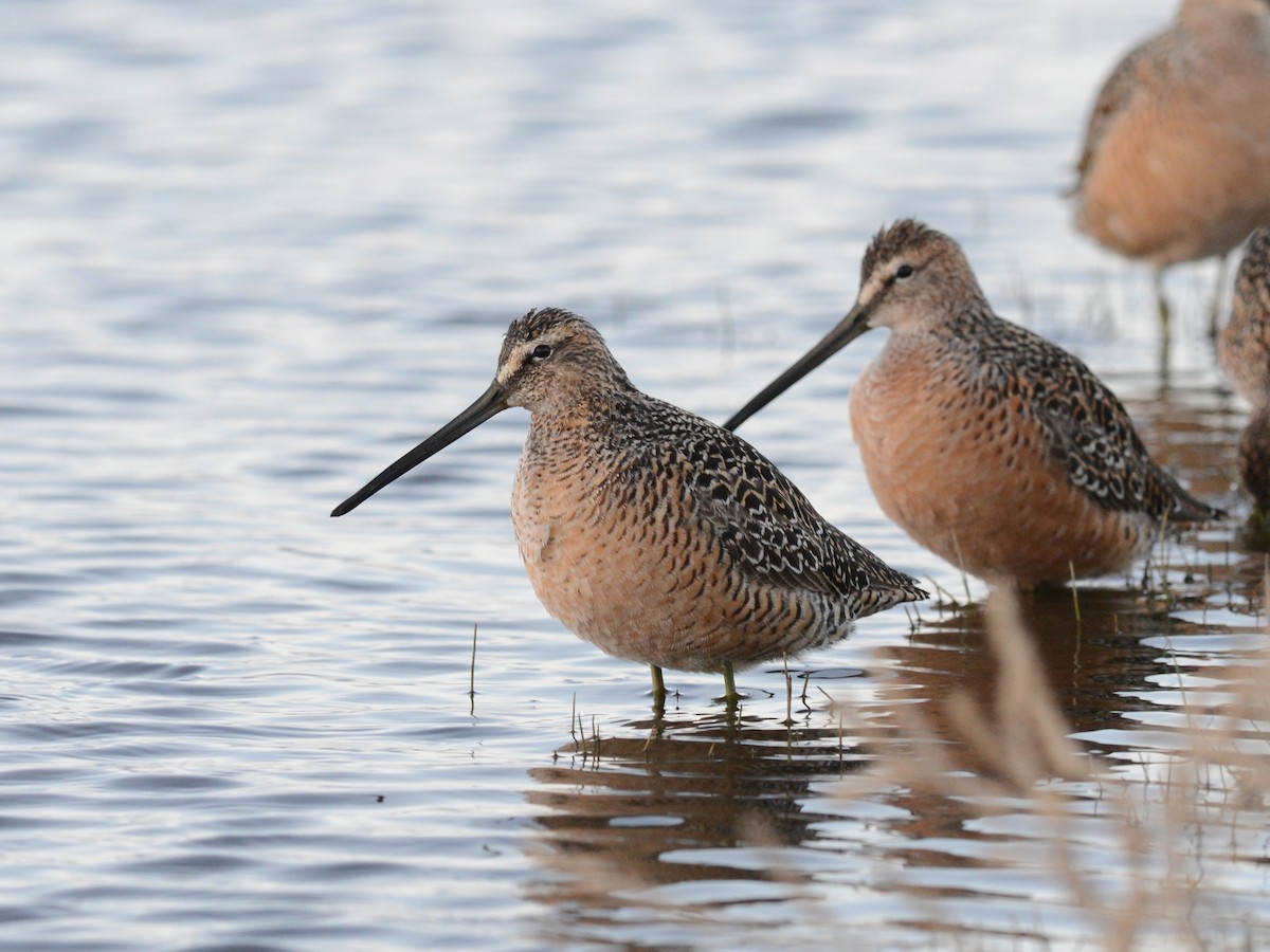 Long-billed Dowitcher - Alan Van Norman