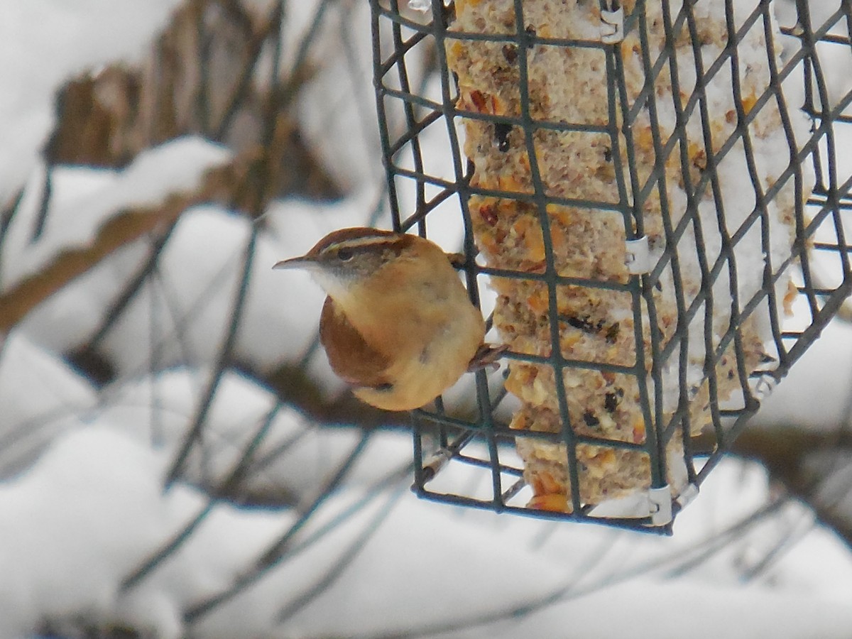 Carolina Wren - ML191664601