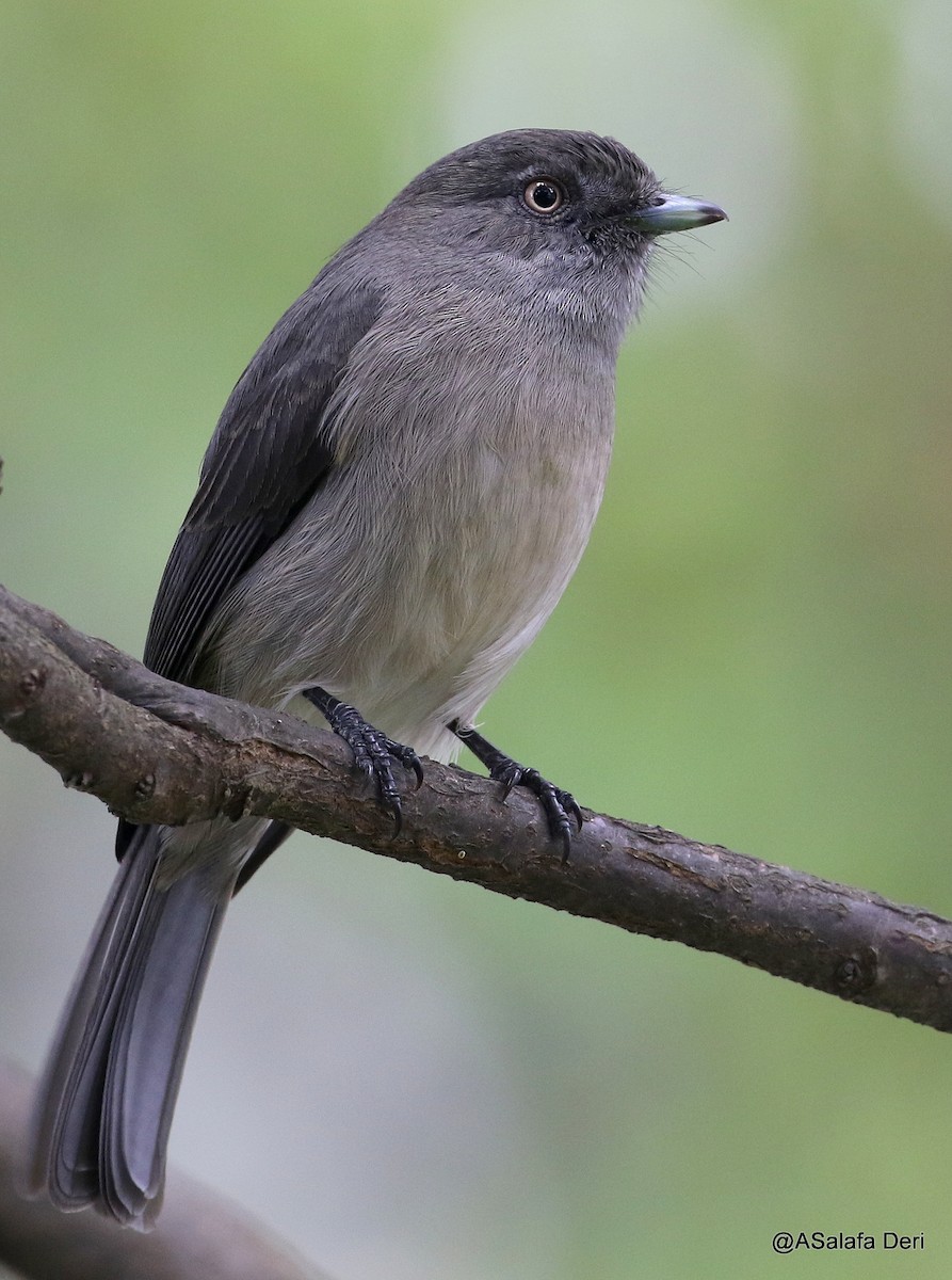 Abyssinian Slaty-Flycatcher - ML191667781