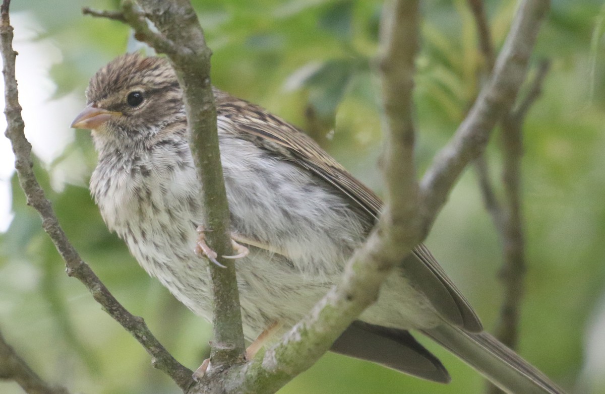 Chipping Sparrow - ML191668041