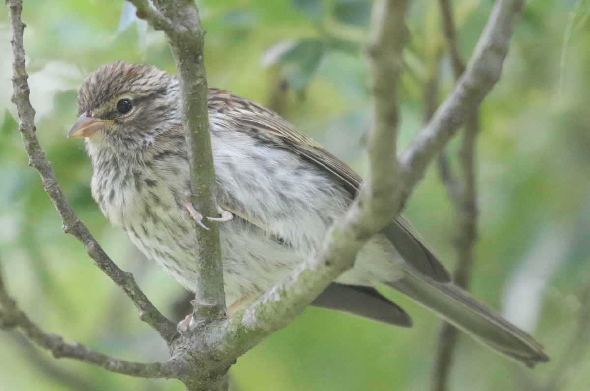 Chipping Sparrow - ML191668071