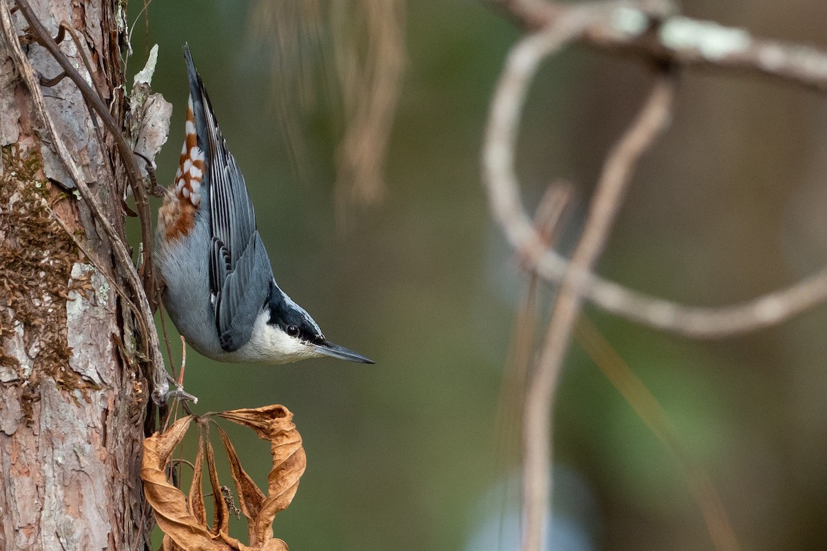 Giant Nuthatch - Phil Chaon