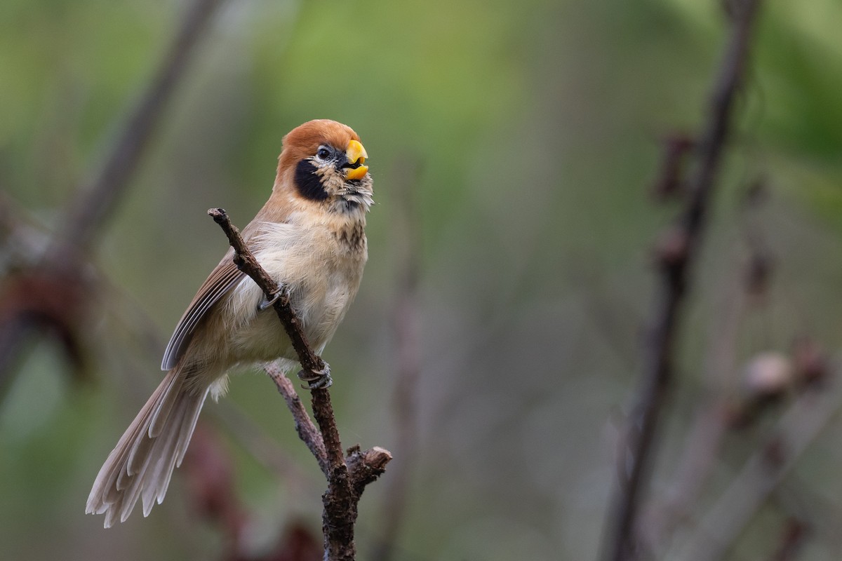 Spot-breasted Parrotbill - ML191670061