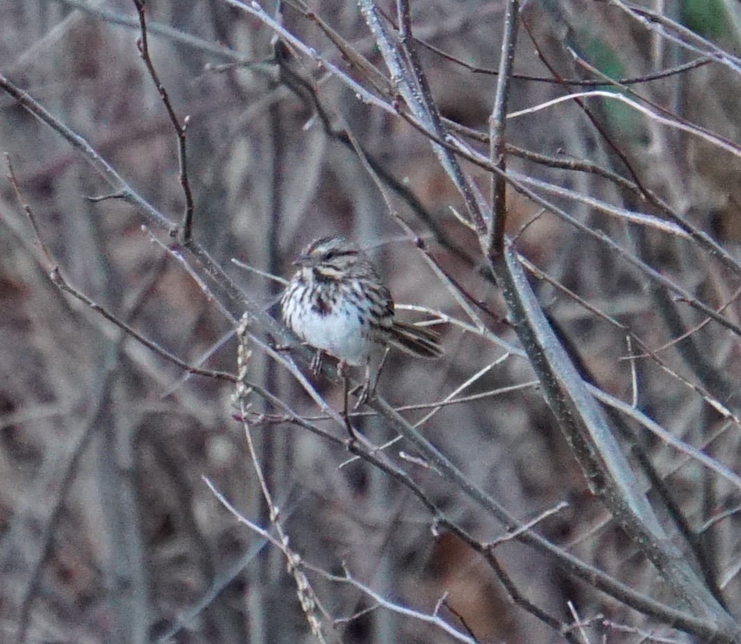 Song Sparrow - ML191670111