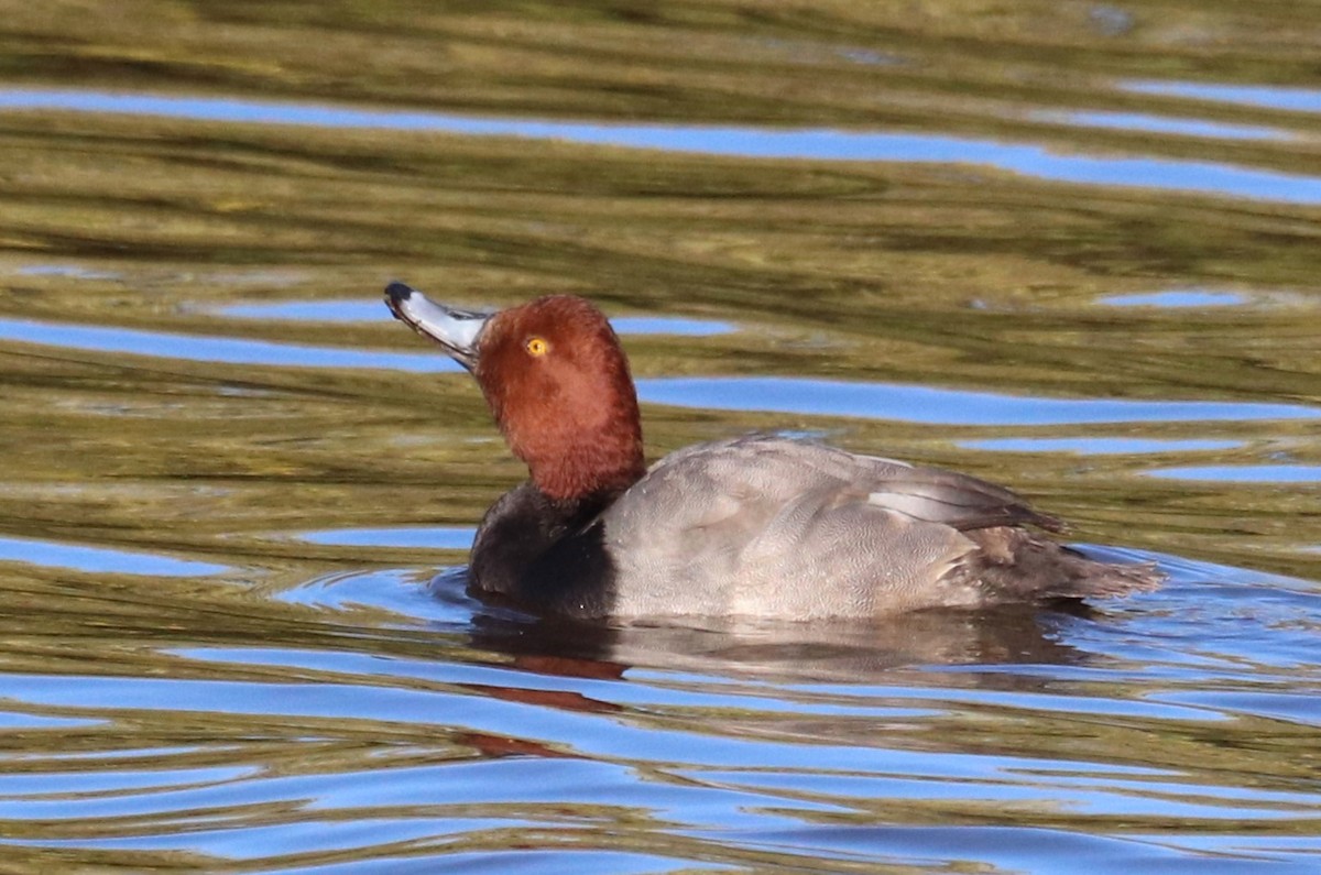 Redhead - Paul Hueber