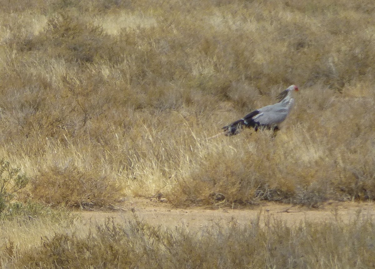 Secretarybird - ML191670951