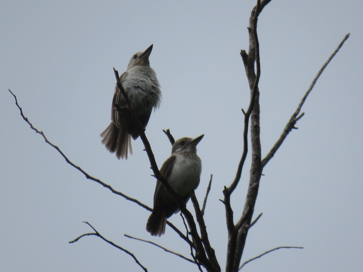 Society Kingfisher (Moorea) - ML191673261