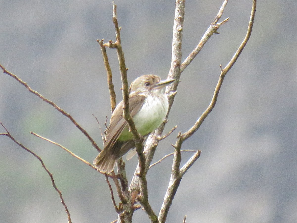 Society Kingfisher (Moorea) - ML191673291