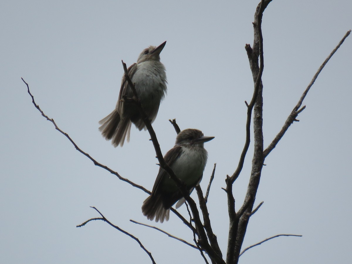 Society Kingfisher (Moorea) - ML191673301