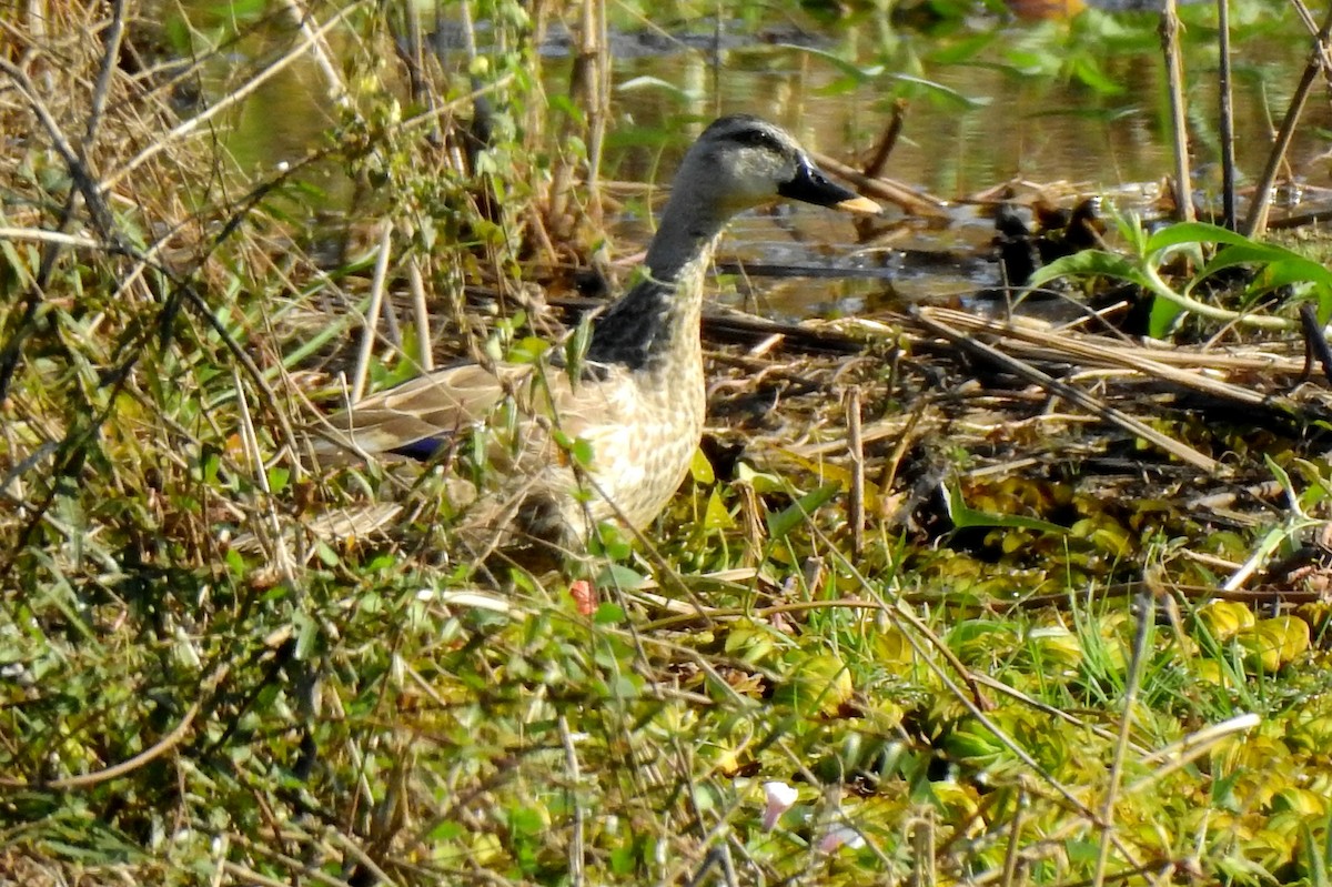 Indian Spot-billed Duck - ML191673581