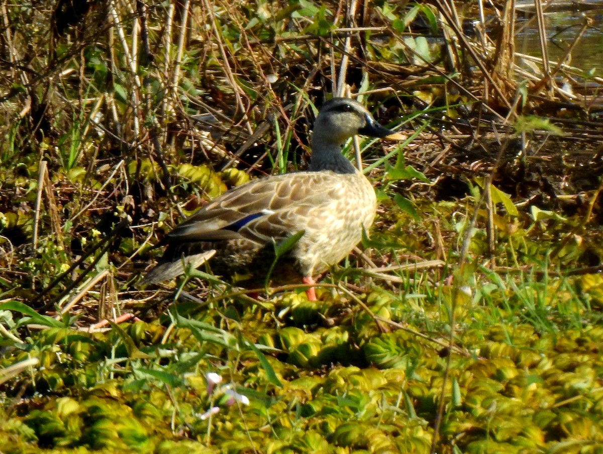 Indian Spot-billed Duck - John Sandve