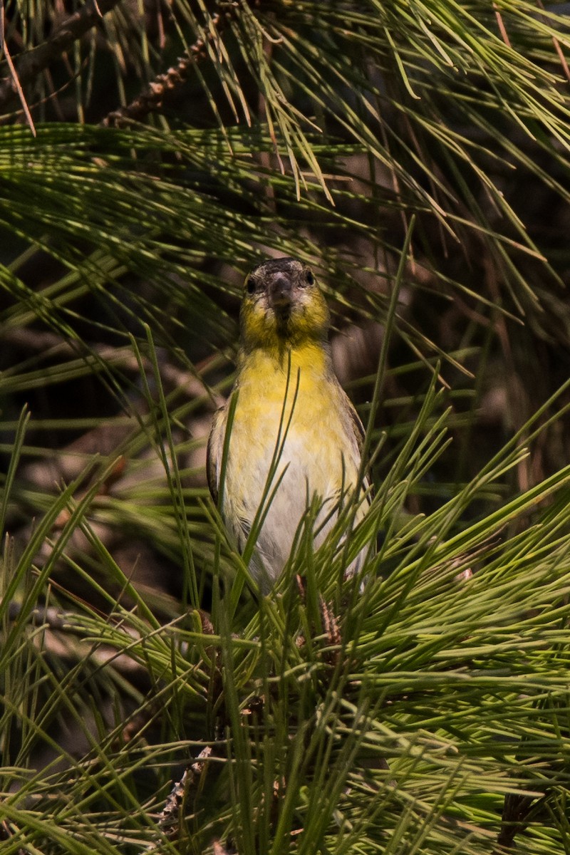 Eurasian Siskin - Uri Stoffman