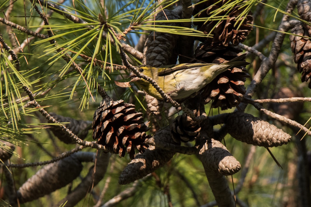 Eurasian Siskin - Uri Stoffman