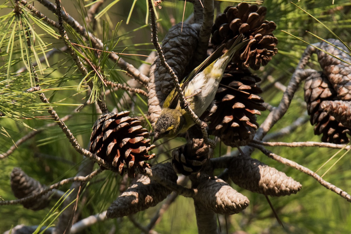 Eurasian Siskin - Uri Stoffman