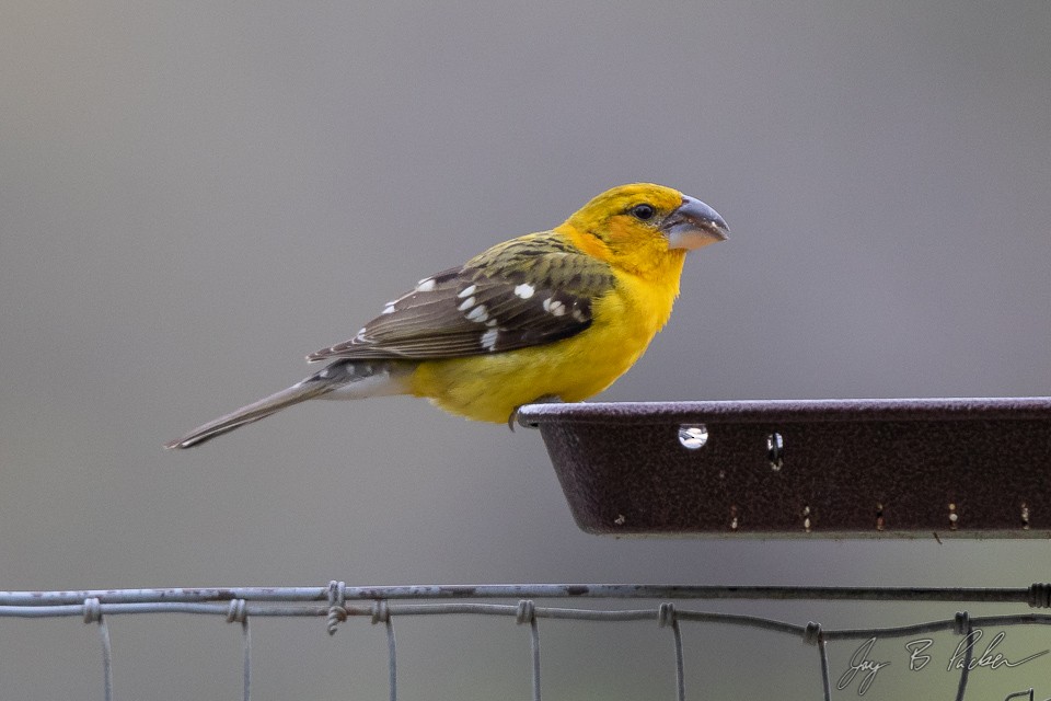 Yellow Grosbeak - ML191677061