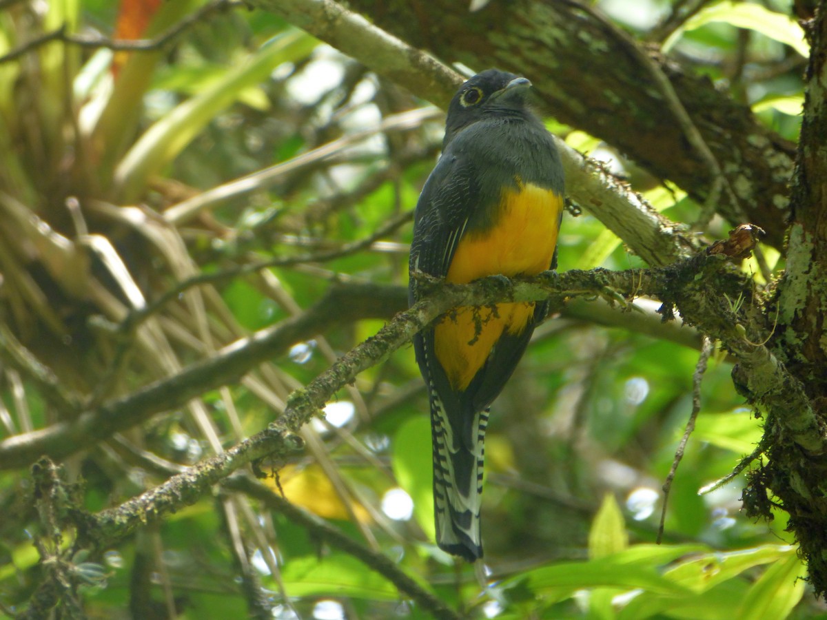 Guianan Trogon - ML191679171