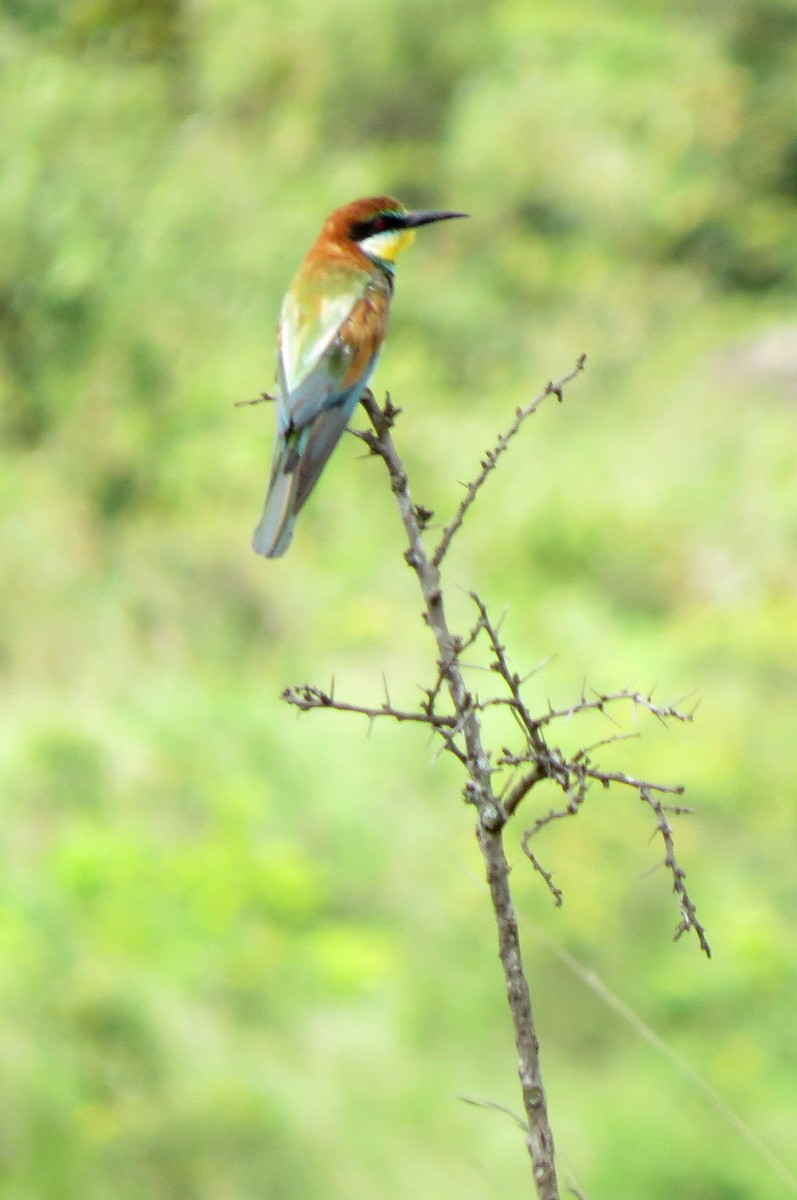 European Bee-eater - Pat McKay