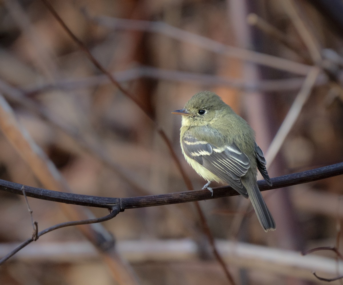 Western Flycatcher (Pacific-slope) - ML191680851