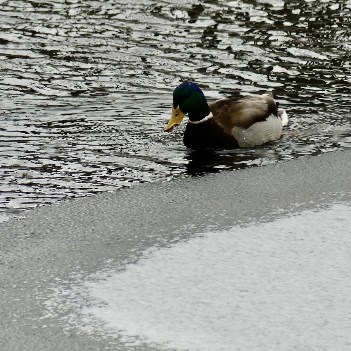 Canard colvert - ML191680891