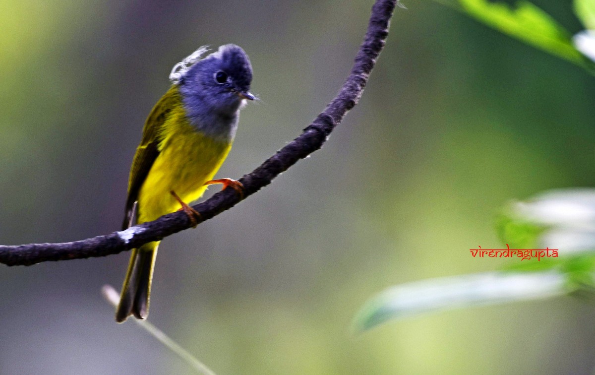 Gray-headed Canary-Flycatcher - Virendra Gupta