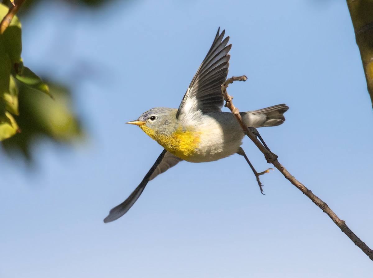 Northern Parula - Iris Kilpatrick