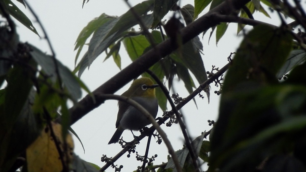 South Pare White-eye - ML191685991