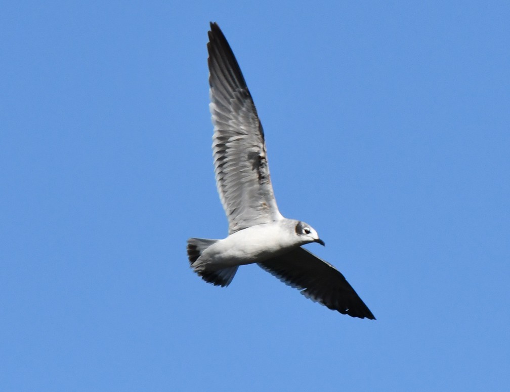 Franklin's Gull - ML191688901