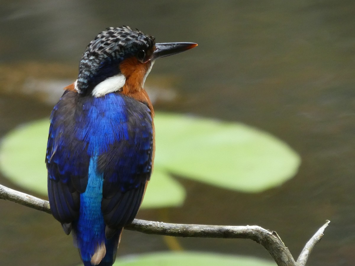 Malagasy Kingfisher - John Cree