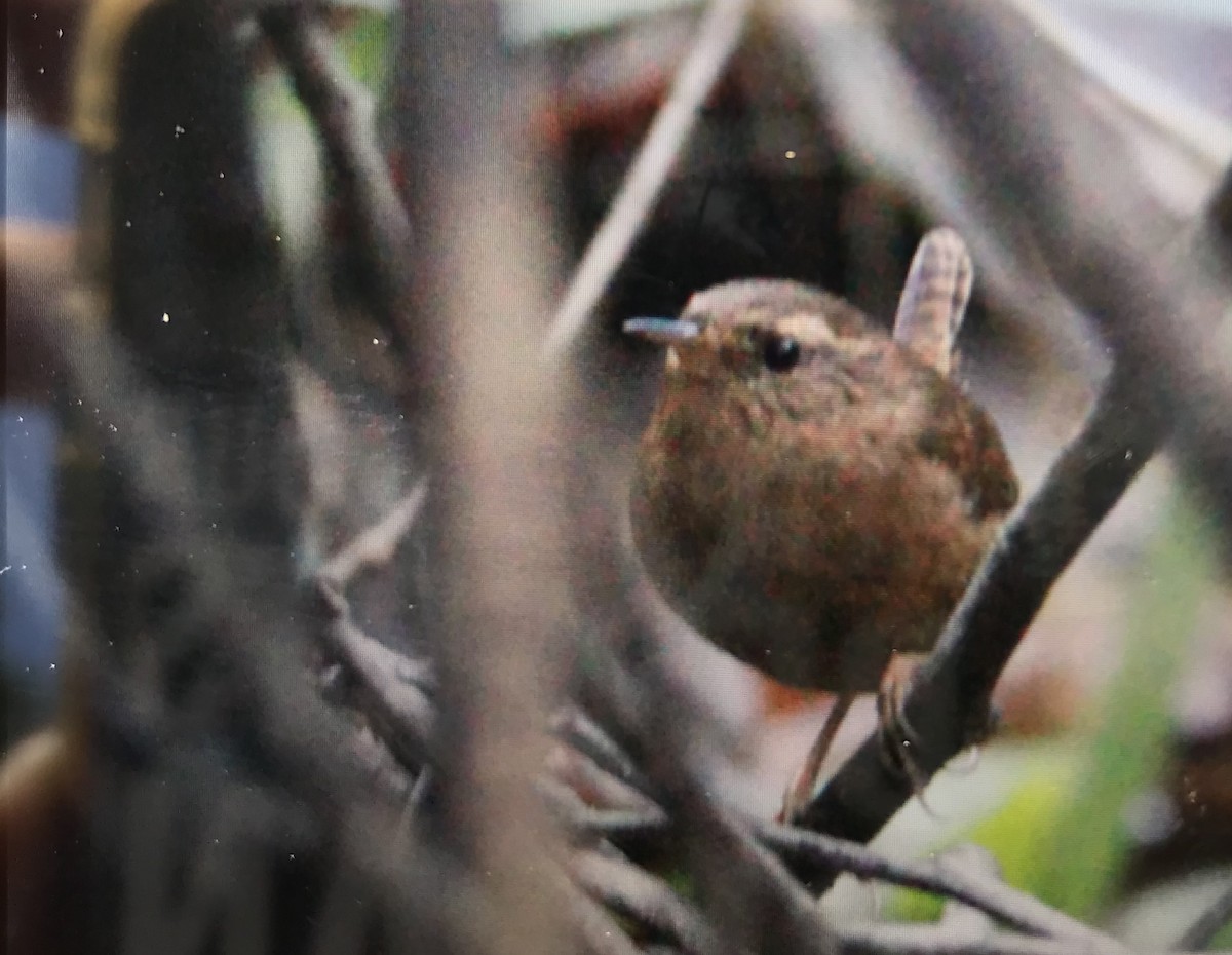 Pacific Wren - ML191690161