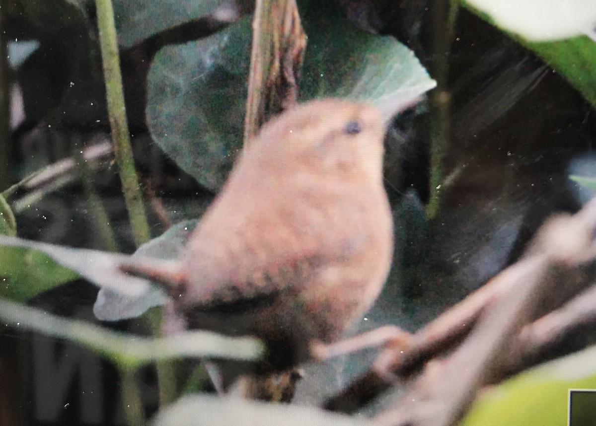 Pacific Wren - ML191690171