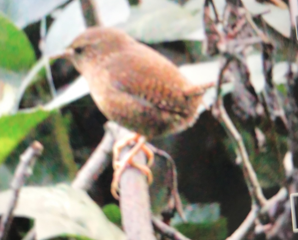 Pacific Wren - ML191690181