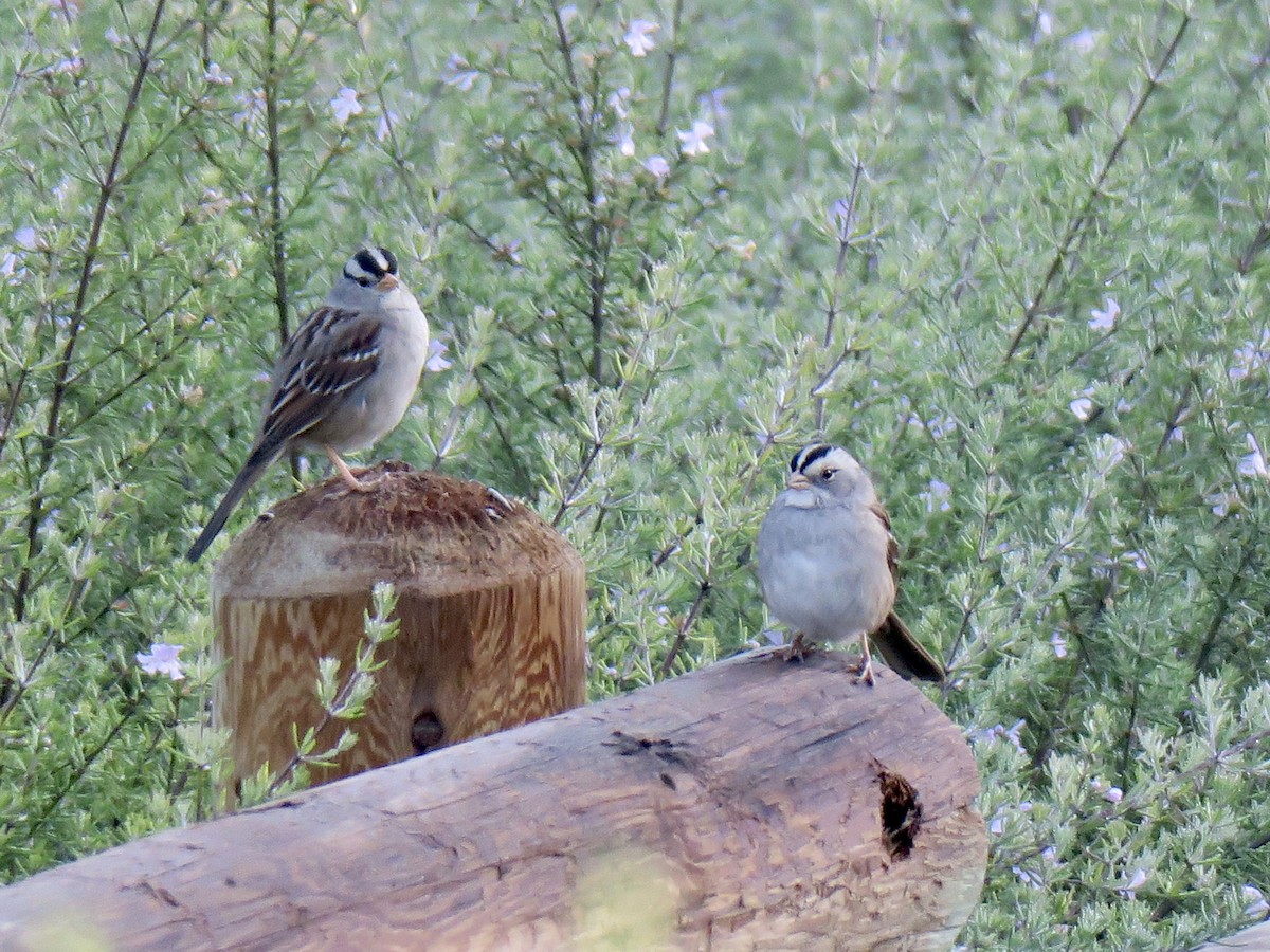White-crowned x White-throated Sparrow (hybrid) - ML191690911