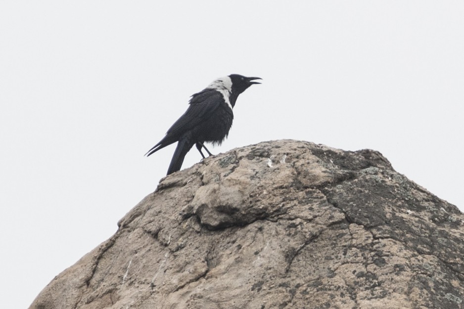 Collared Crow - ML191691361