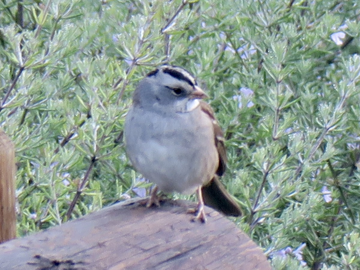 White-crowned x White-throated Sparrow (hybrid) - ML191691621