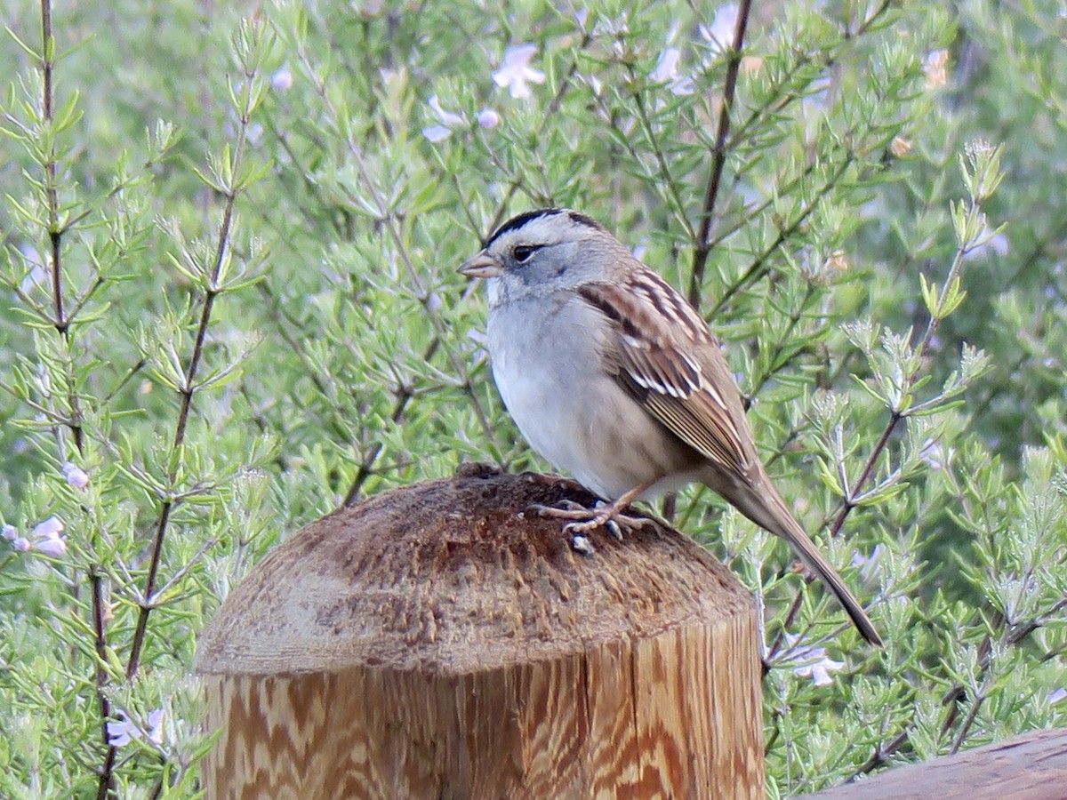 White-crowned x White-throated Sparrow (hybrid) - ML191691761