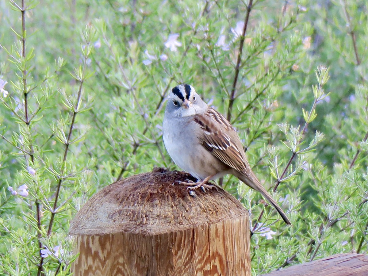 White-crowned x White-throated Sparrow (hybrid) - ML191691781