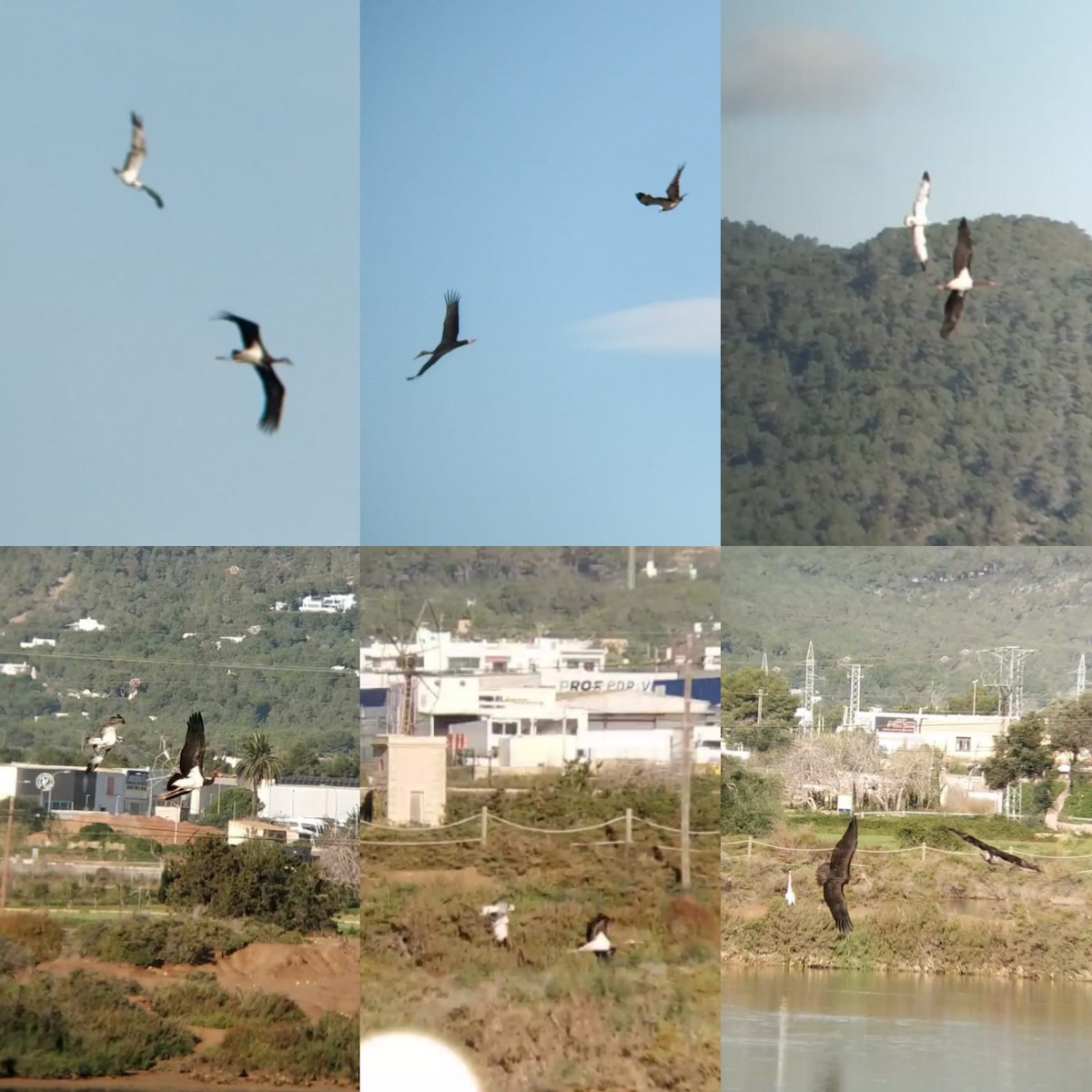 Black Stork - ML191692141