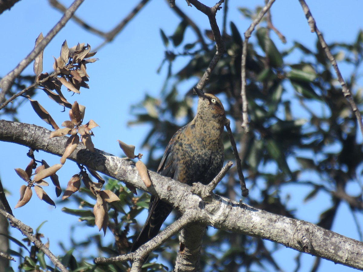 Rusty Blackbird - ML191692981