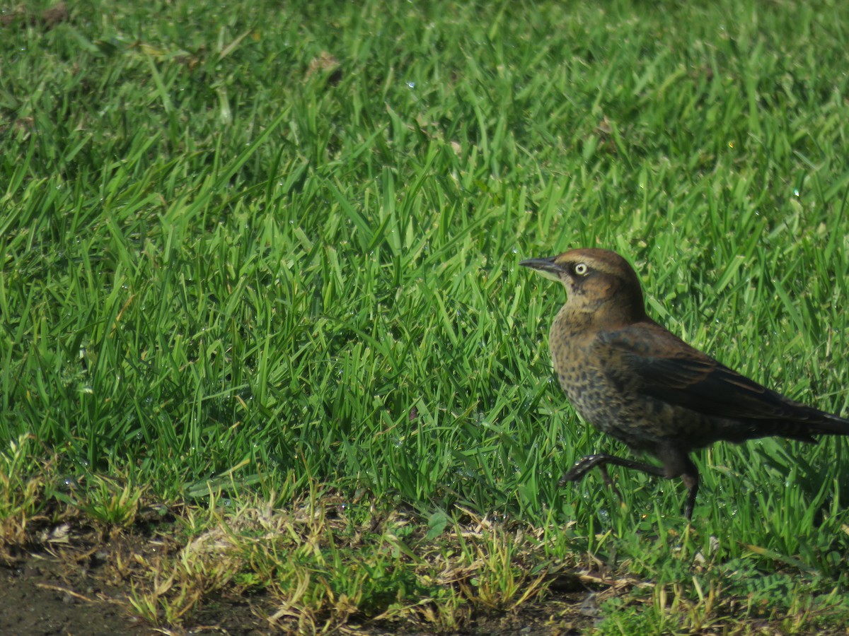 Rusty Blackbird - Mauro Colabianchi