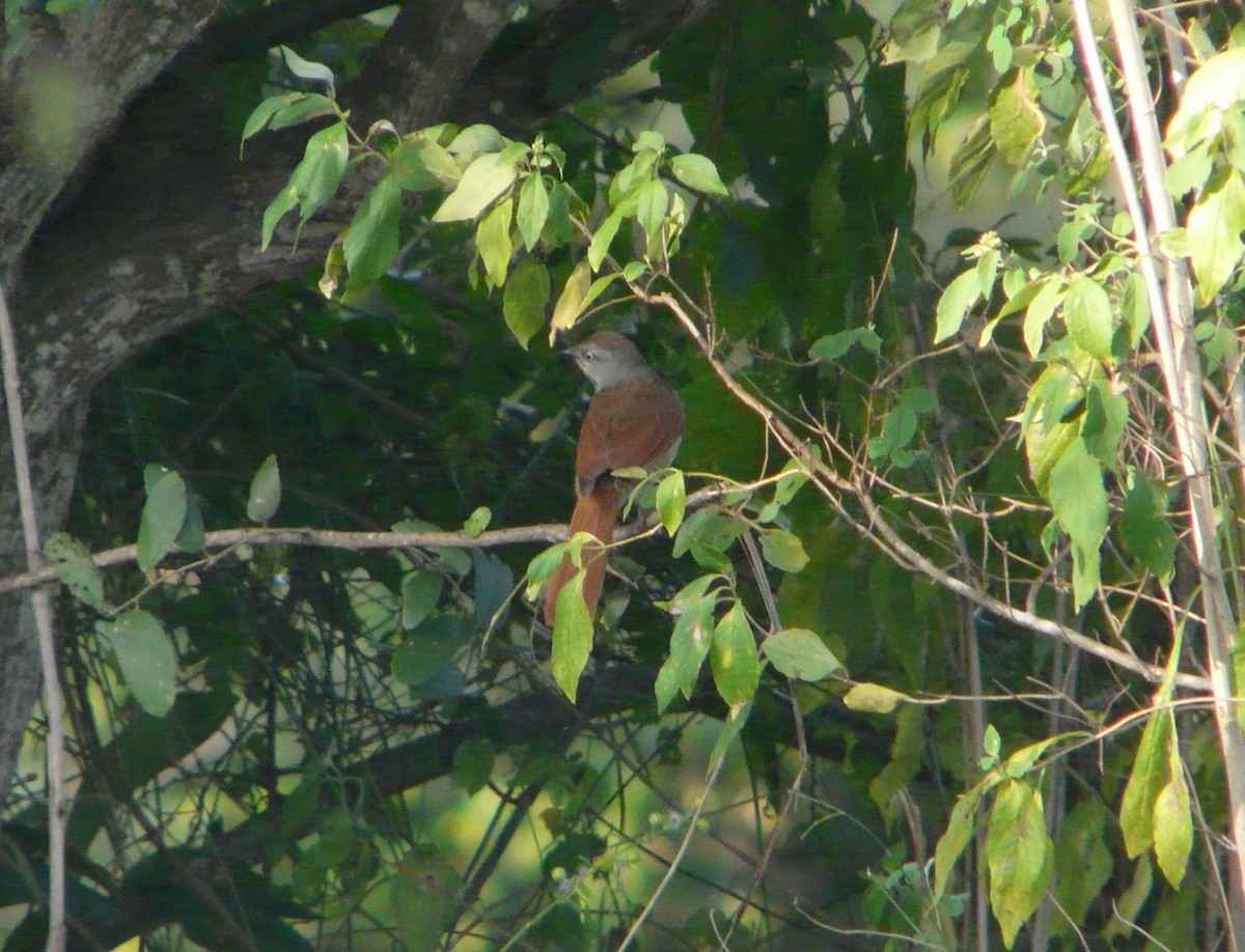 Collared Palm-Thrush - ML191693211