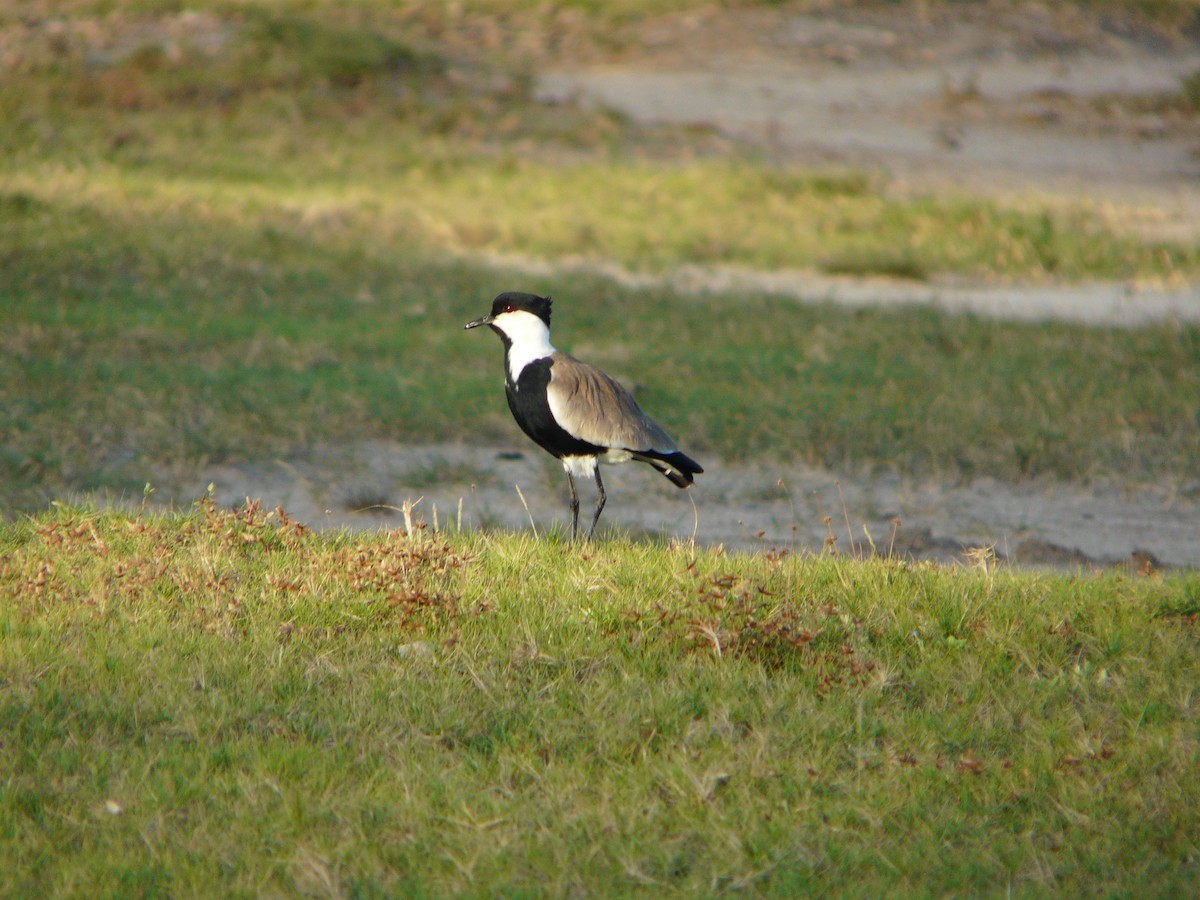 Spur-winged Lapwing - ML191693361