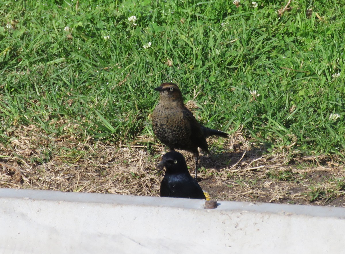 Rusty Blackbird - ML191693451