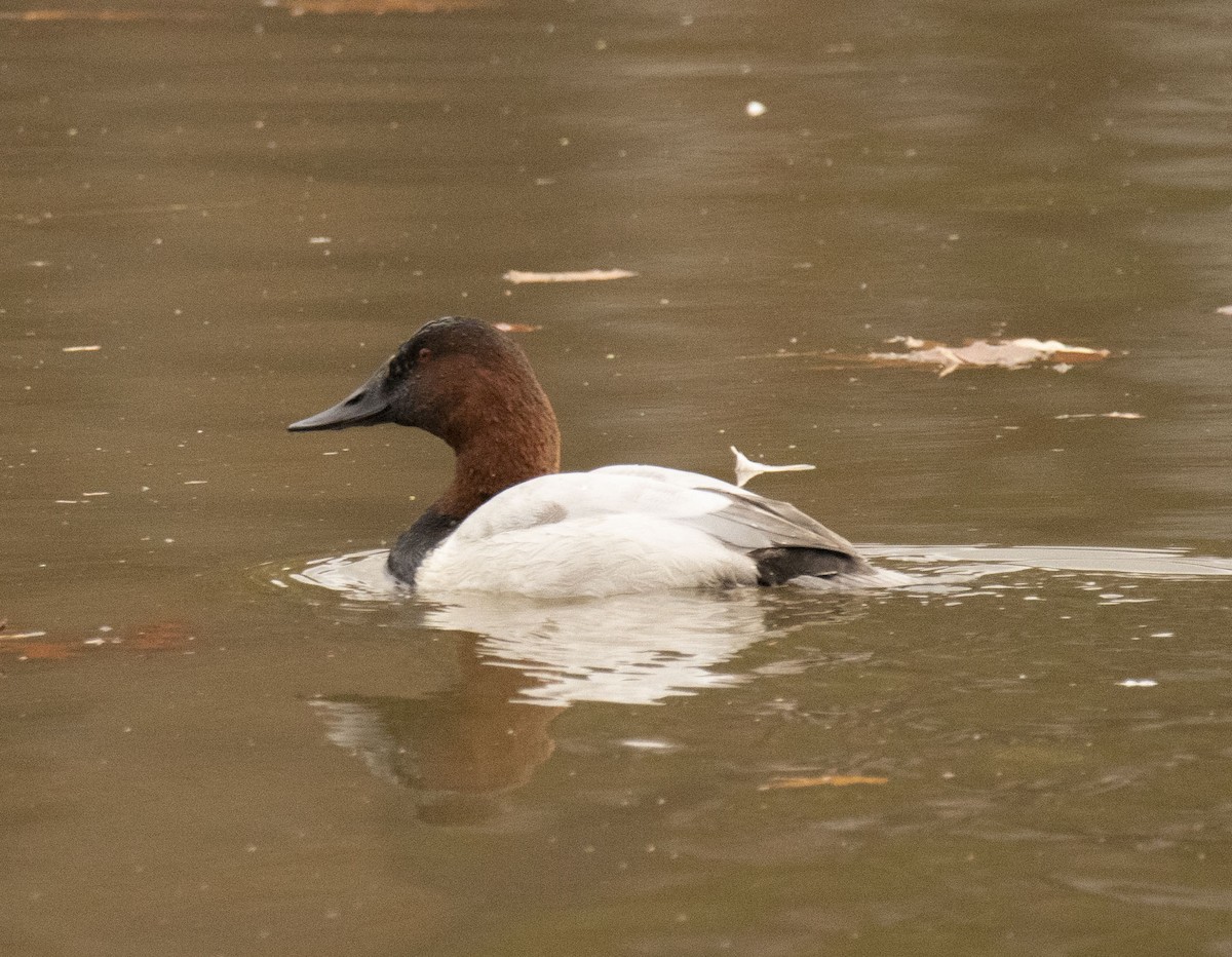 Fuligule à dos blanc - ML191694651