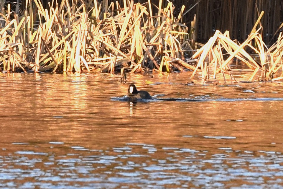 Eurasian Coot - ML191694711