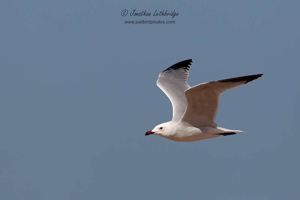 Audouin's Gull - ML191696191