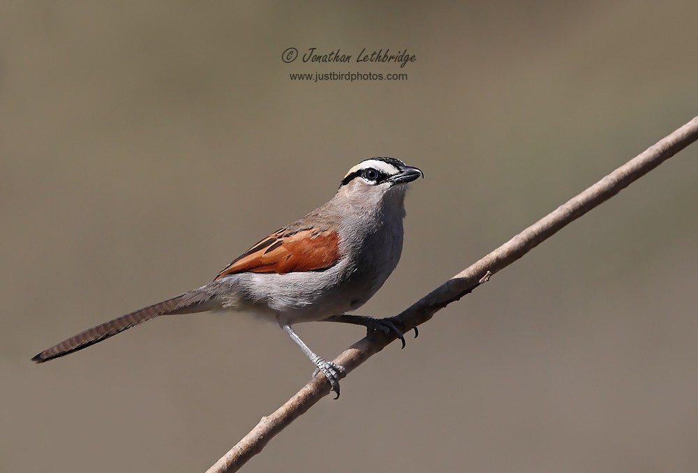 Black-crowned Tchagra - ML191696201