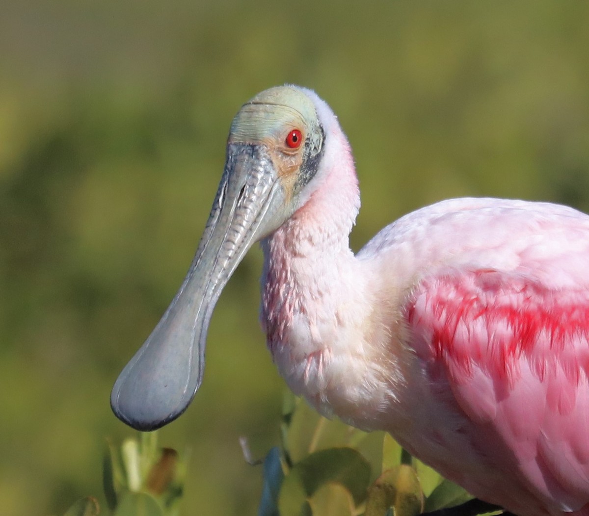 Roseate Spoonbill - ML191696701